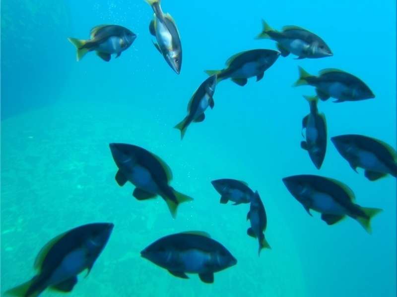 Aquatic Pals India Tips